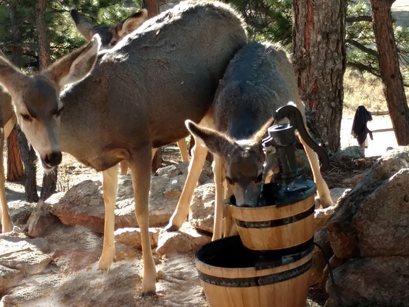 Deer Drinking Out of Bird Fountain (front of cabin)