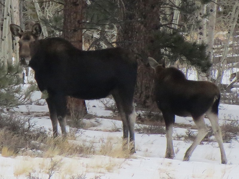Moose and Calf Behind Cabin