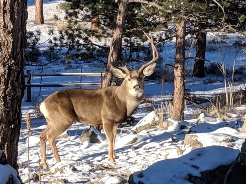 Buck in Front of Cabin