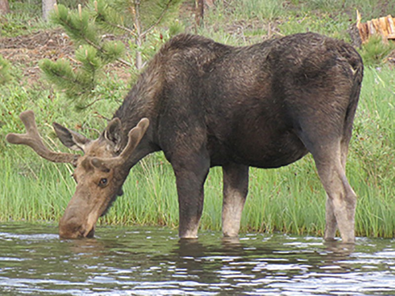 Moose at Lake Apache