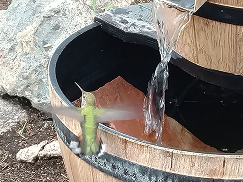 Hummingbird Drinking Out of Fountain (Front of Cabin)