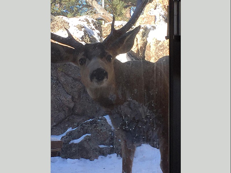 Mule Deer looking at Reflection in Sliding Glass Door